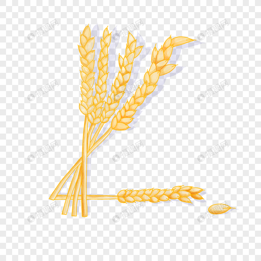 小麦水彩风格黄色图片