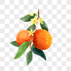 橘子水彩风格水果成串果实图片