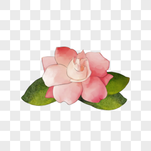 粉色水彩婚礼花卉栀子花图片