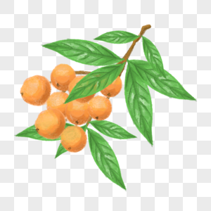 水彩枇杷水果植物图片