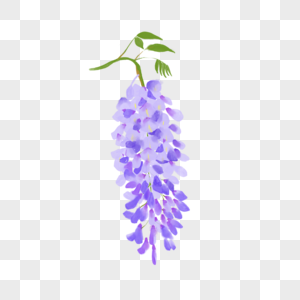 水彩新鲜紫色欧丁香植物装饰图片