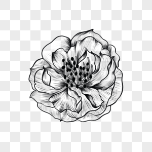 素描风格黑白复古蔷薇雕刻花卉图片