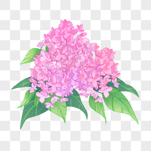水彩风格的植物花卉欧丁香图片