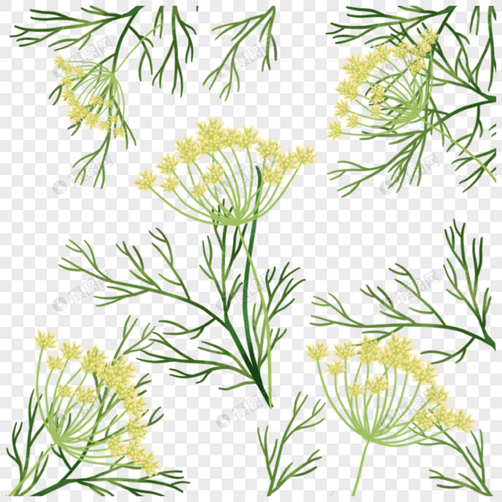 水彩茴香花花朵花束图片