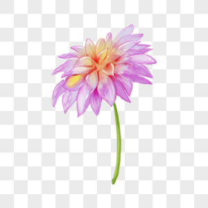 水彩花卉大丽花粉紫色图片