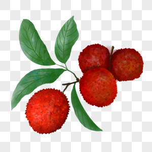 夏季水果水彩荔枝深红色四个图片