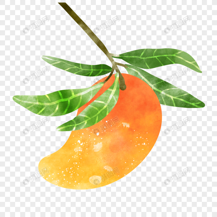 水彩芒果一个果实在树枝上图片