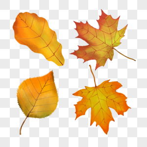 水彩秋季的各种树叶组合图片