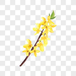 黄色水彩连翘花枝花卉图片