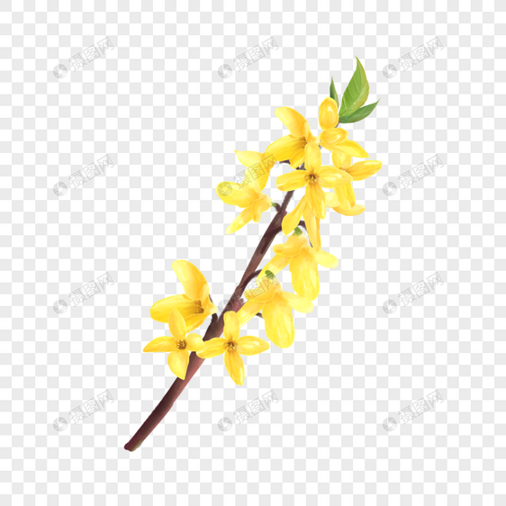 黄色水彩连翘花枝花卉图片