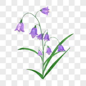 蓝紫色婚礼水彩蓝铃花植物图片