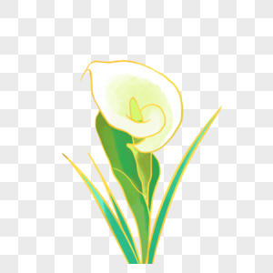 白色马蹄莲水彩花卉金线描图片