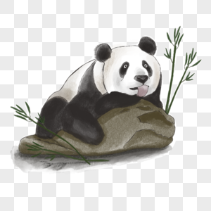 黑白水彩吃竹子的熊猫图片