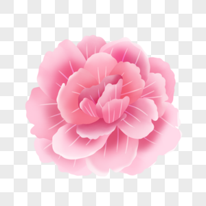 鲜艳粉色水彩花朵图片