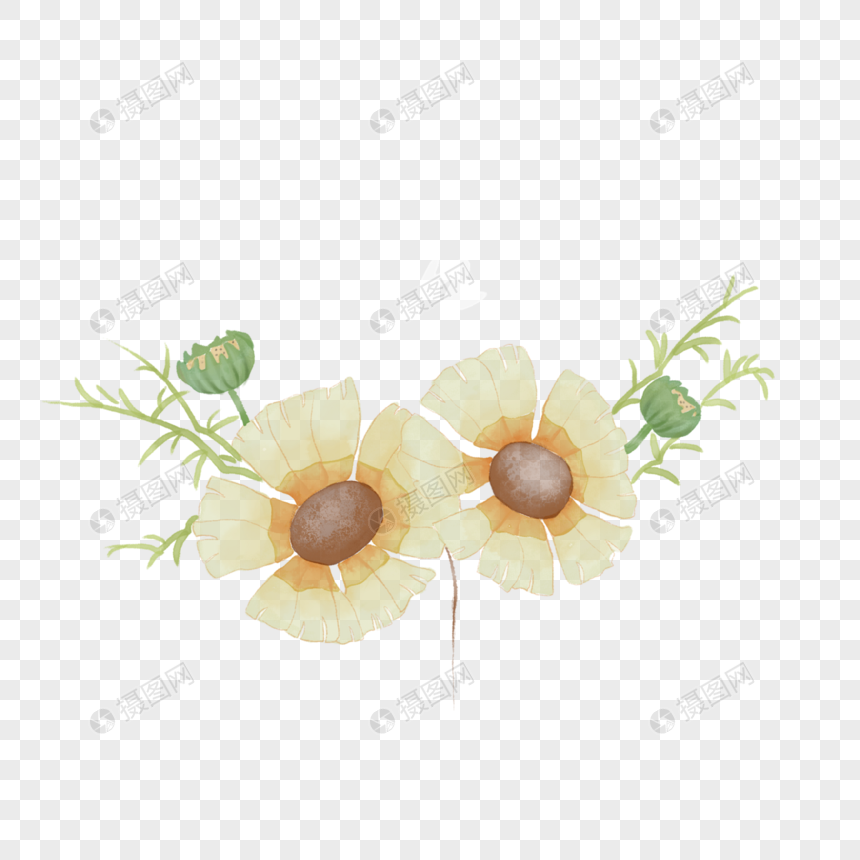 浅黄色水彩花卉花朵植物图片