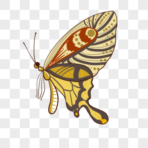 黄色斑斓的多彩大蝴蝶图片