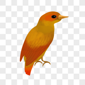 红色尾巴水彩鸟类动物图片