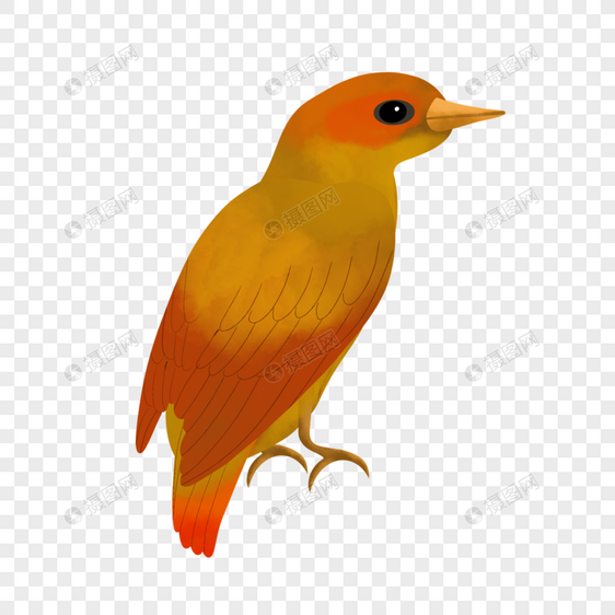 红色尾巴水彩鸟类动物图片