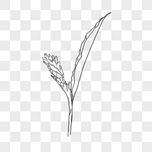 成熟的稻穗线稿热带植物花卉图片