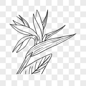 黑白线条线稿热带植物花卉图片