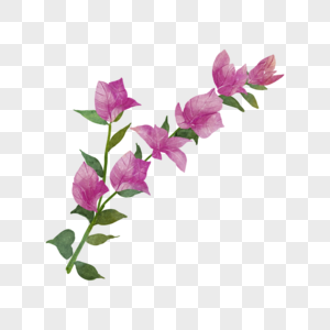 九重葛水彩花卉紫色花朵图片