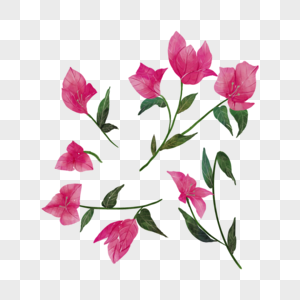 九重葛水彩花卉粉色花叶子图片