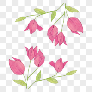 九重葛水彩花卉植物粉色图片