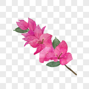 九重葛粉色水彩花卉图片