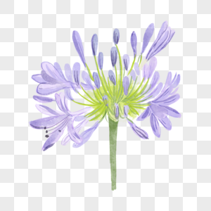 百子莲水彩植物花卉图片
