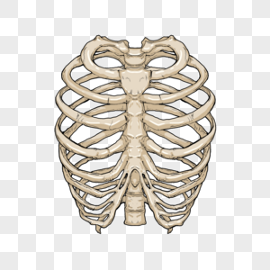 肋骨医学骨骼卡通模型图片