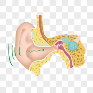 人耳结构医学解剖教育插画高清图片