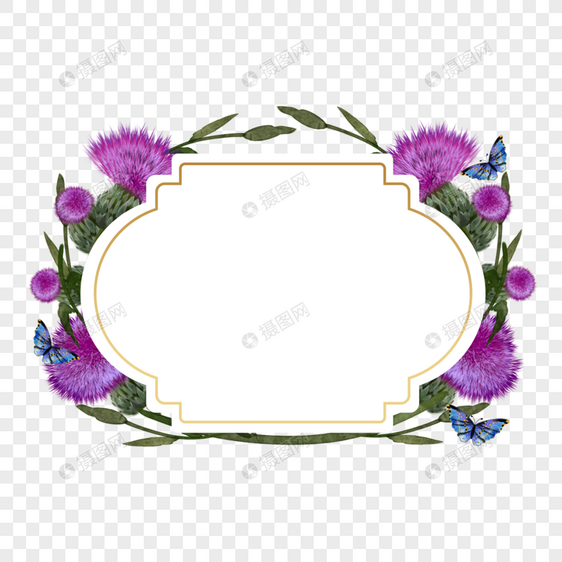 蓟花卉紫色植物边框图片