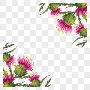 蓟花卉水彩绽放边框图片