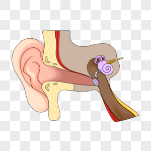 人耳结构解剖医学插图高清图片
