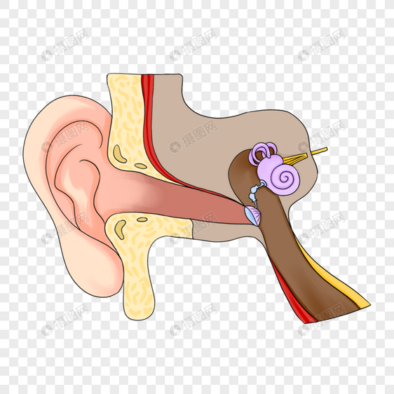 人耳结构解剖医学插图图片