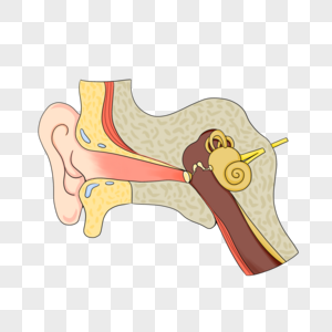 人耳医学解剖插图高清图片