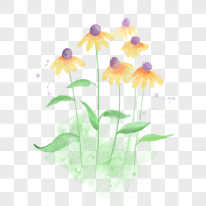 紫锥花水彩风格黄色花卉图片