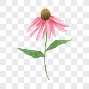 单枝花图片 单枝花素材 单枝花高清图片 摄图网图片下载