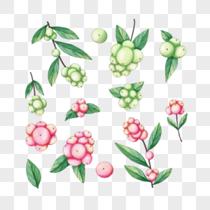 雪莓植物装饰水彩图片