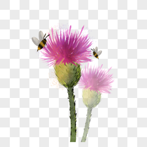蓟水彩植物与蜂蜜图片