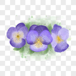 三色堇水彩紫罗兰图片