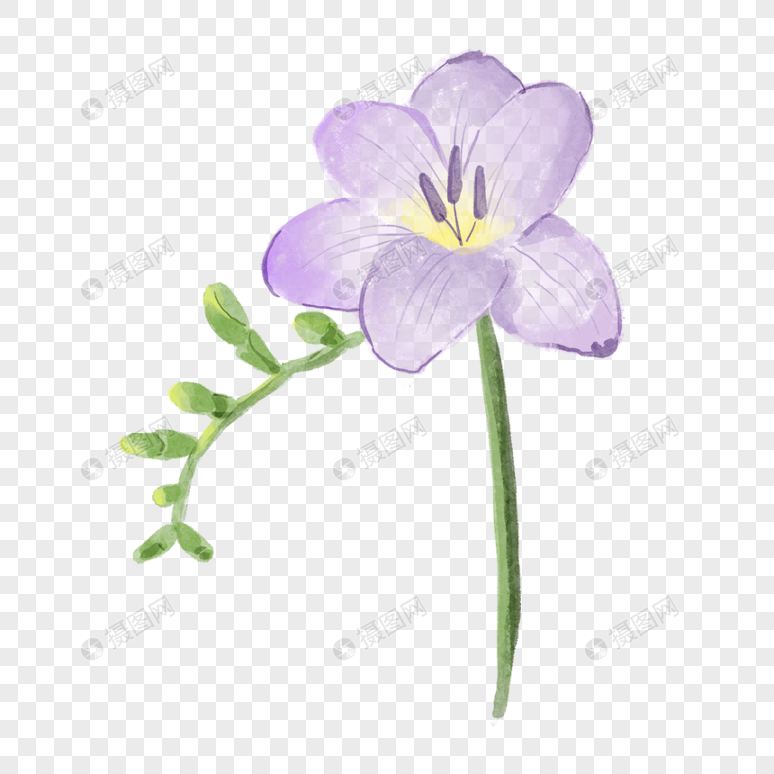 小苍兰水彩风格花卉紫罗兰色