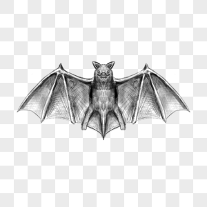 蝙蝠素描复古雕刻诡异图片