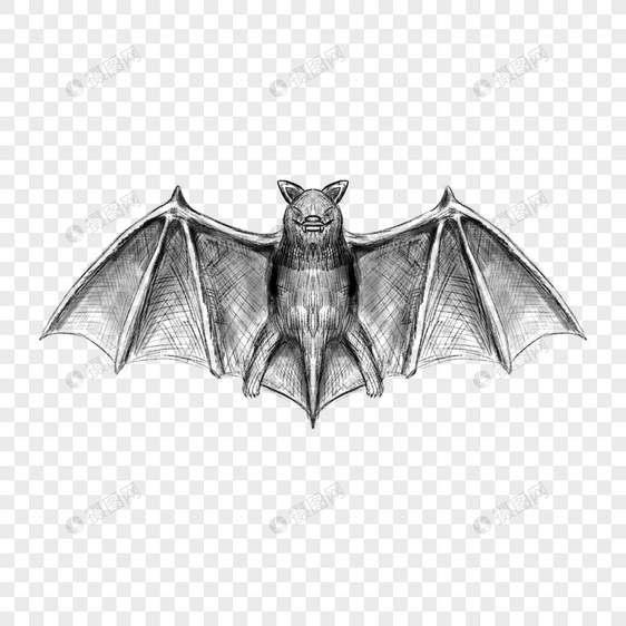 蝙蝠素描复古雕刻诡异图片