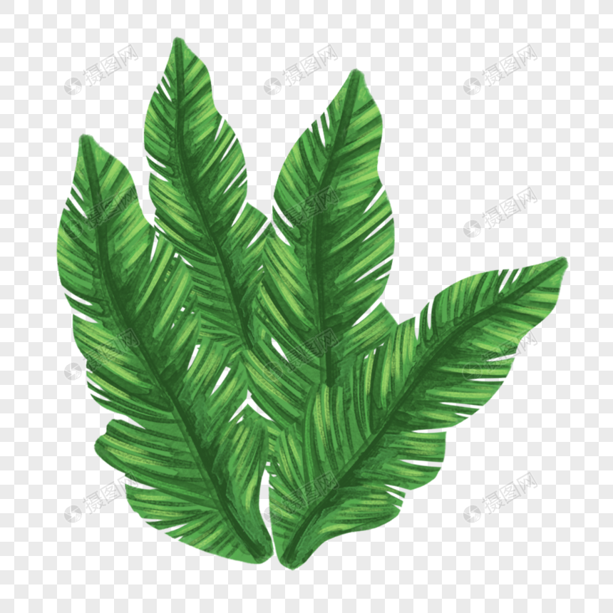 芭蕉叶水彩风格装饰