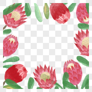 普罗蒂亚花卉水彩红色装饰边框图片