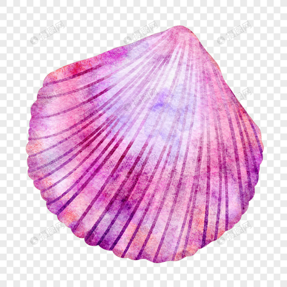 扇贝贝壳粉色紫色梦幻图片图片