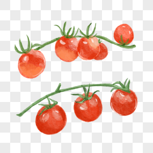 西红柿两串水彩蔬菜水果红色图片