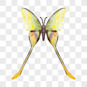 飞蛾波西米亚风格水彩美丽的昆虫图片