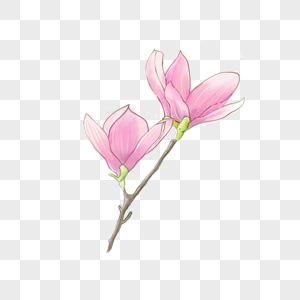 粉色水彩风格玉兰花图片